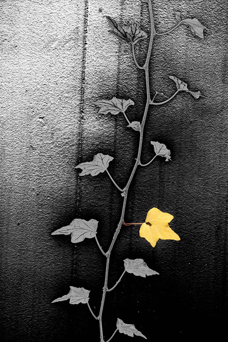 Wein-SW