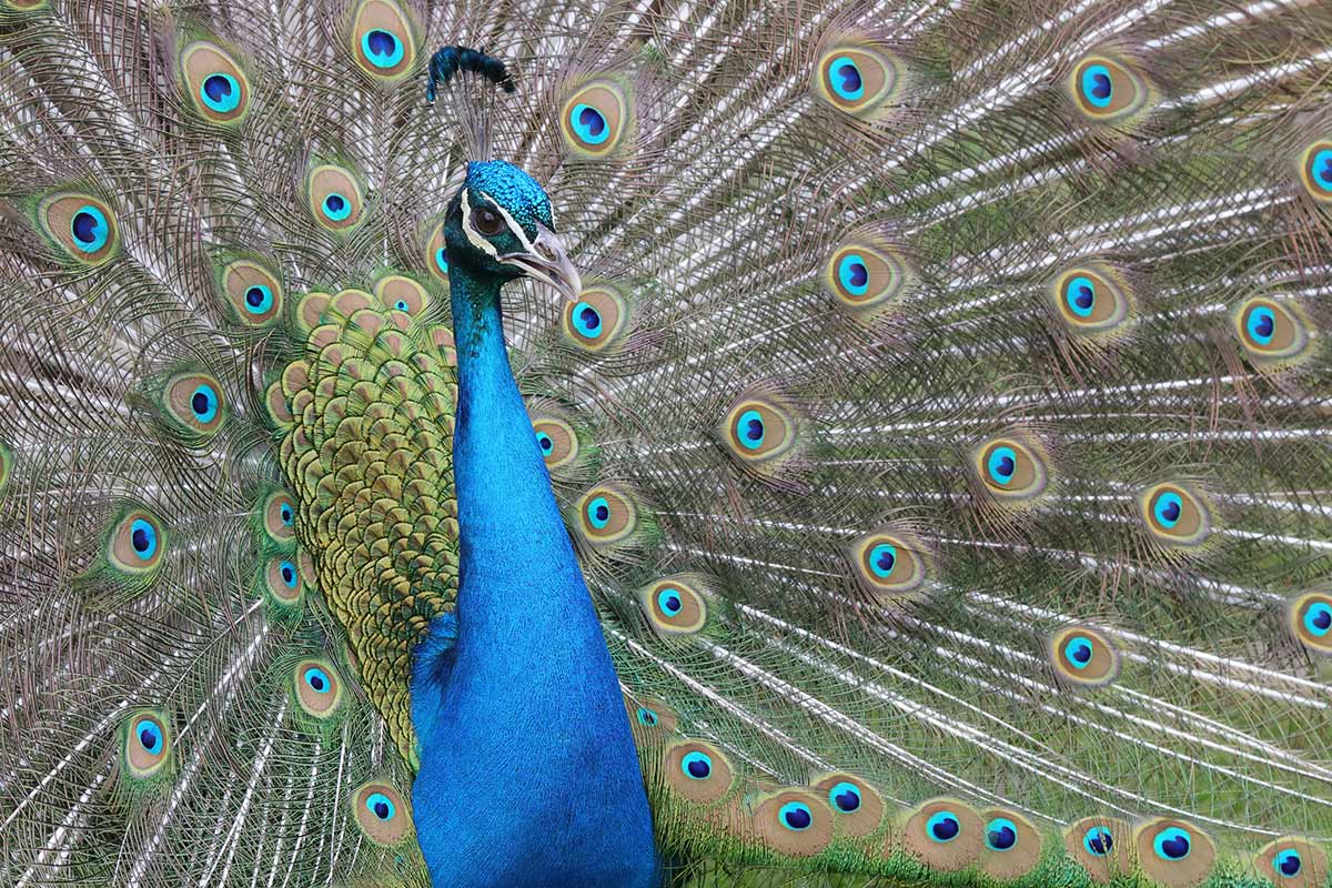 Pfau